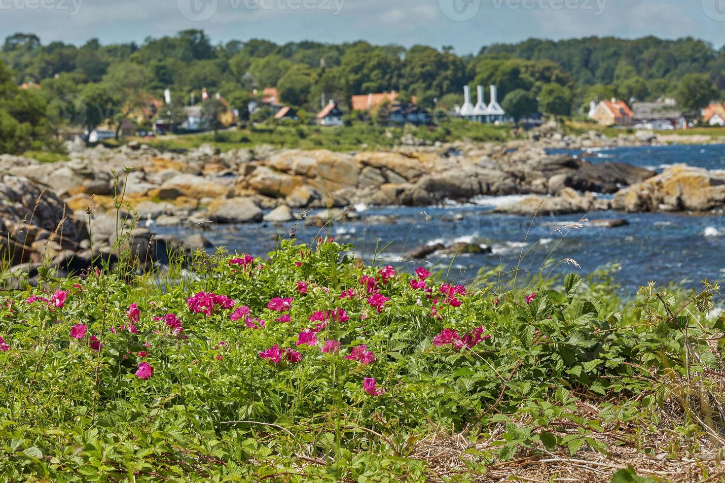 linha costeira do mar Báltico perto da vila de Svaneke, na ilha de Bornholm, na Dinamarca foto