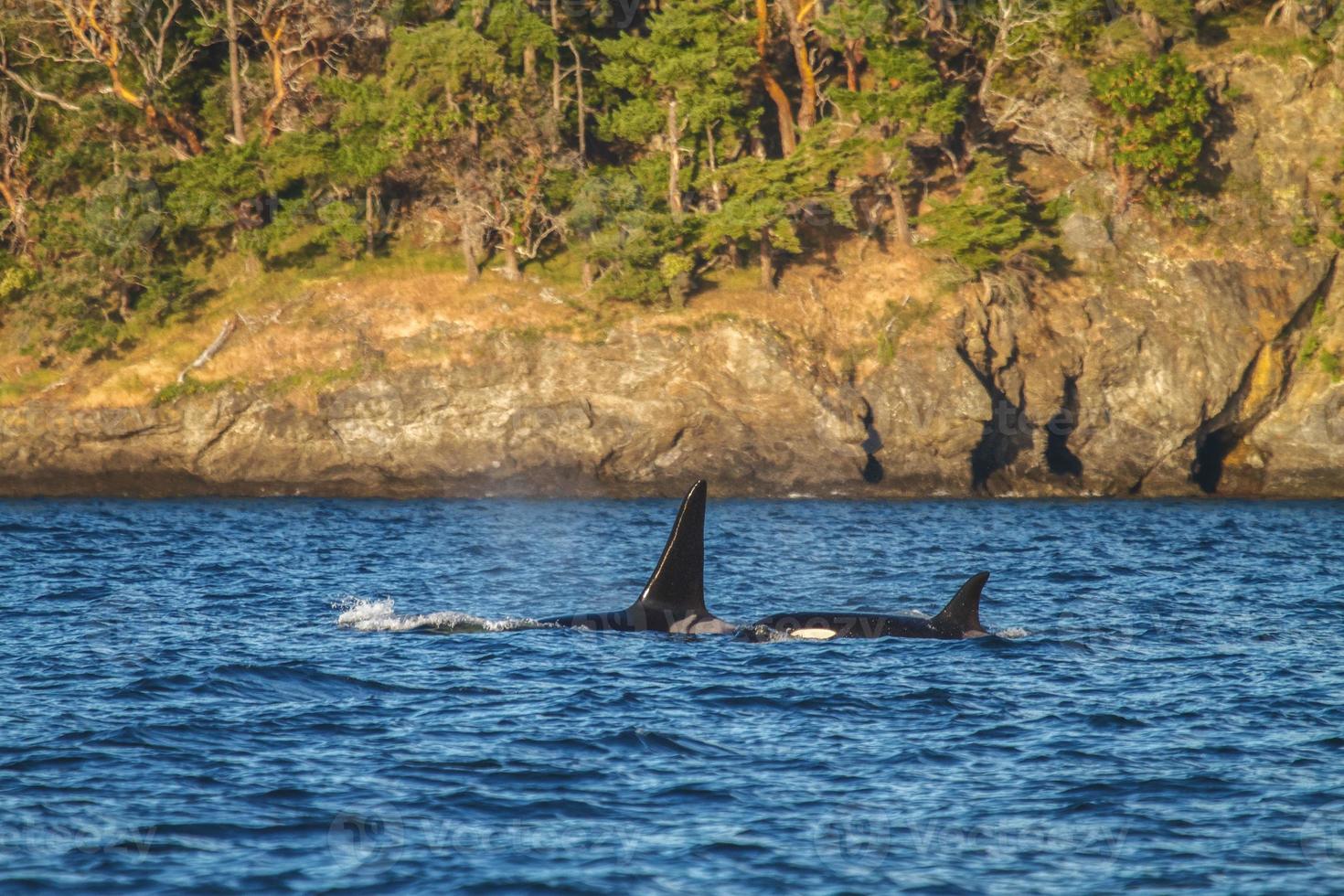 família orca no mar e no oceano perto de Juneau, no Alasca foto