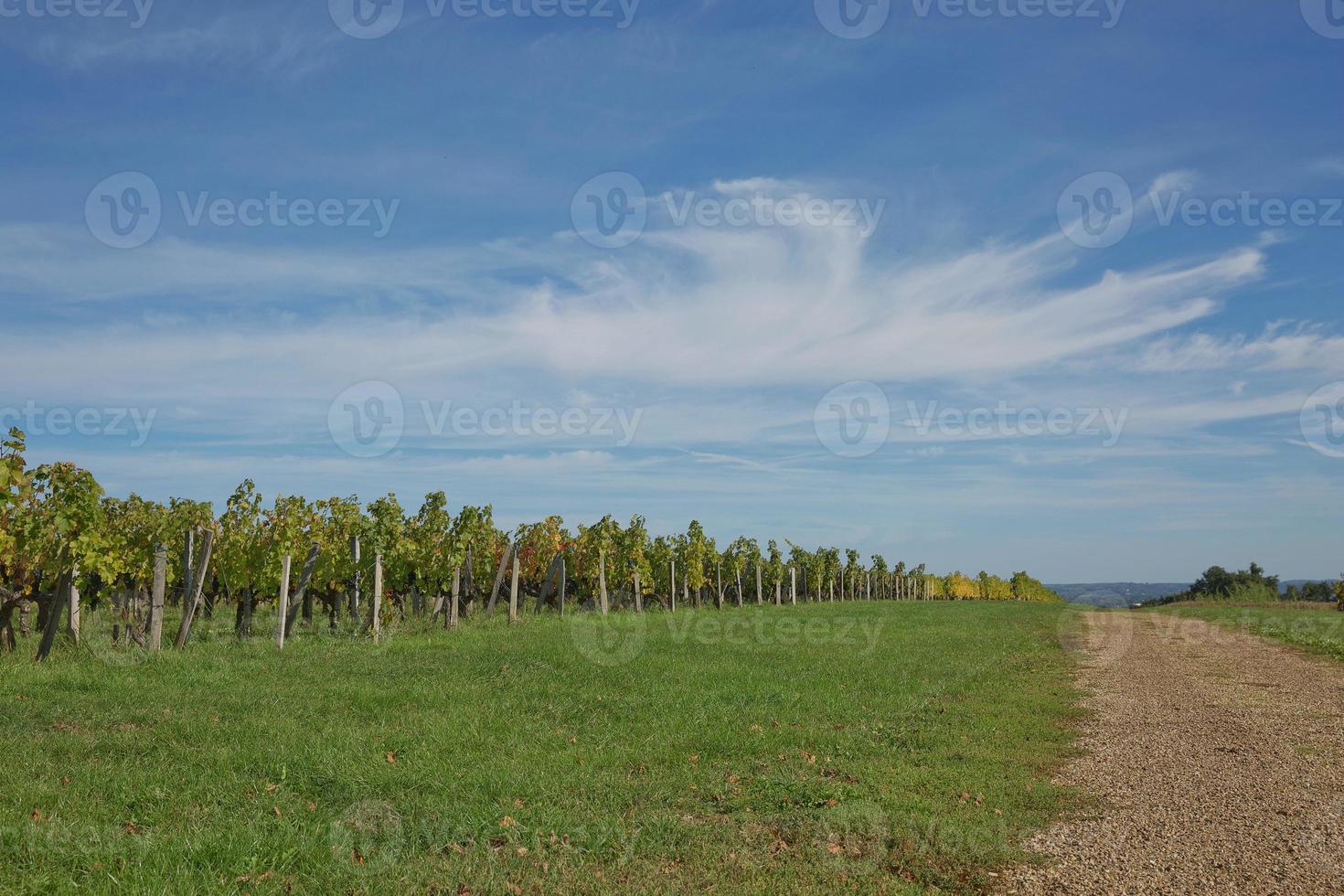 uvas na vinha no sul da frança na provença foto