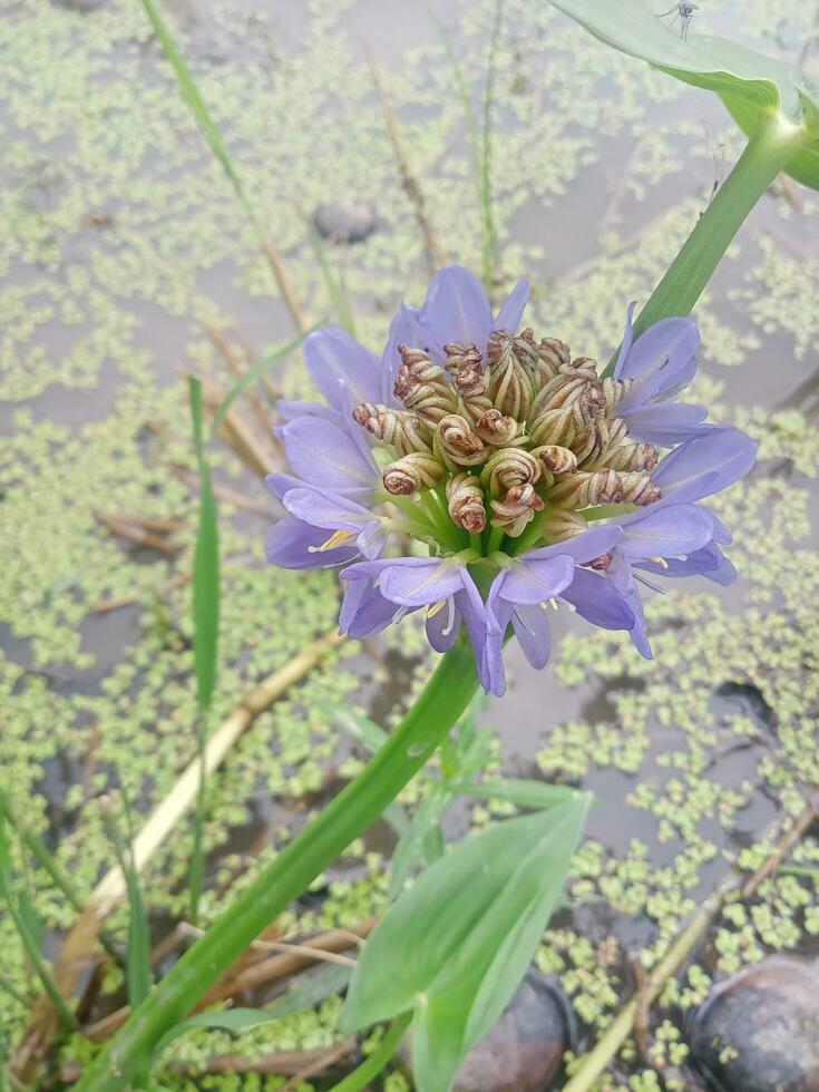 monocoria hastata, papel de parede, lindo flor, beleza natureza foto