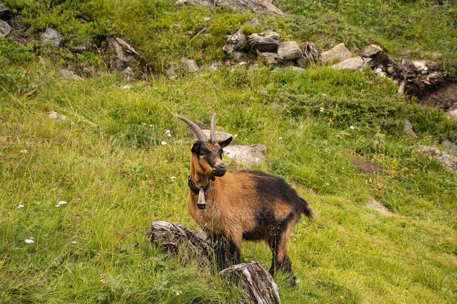 cabra pastando nos prados do sul do Tirol foto