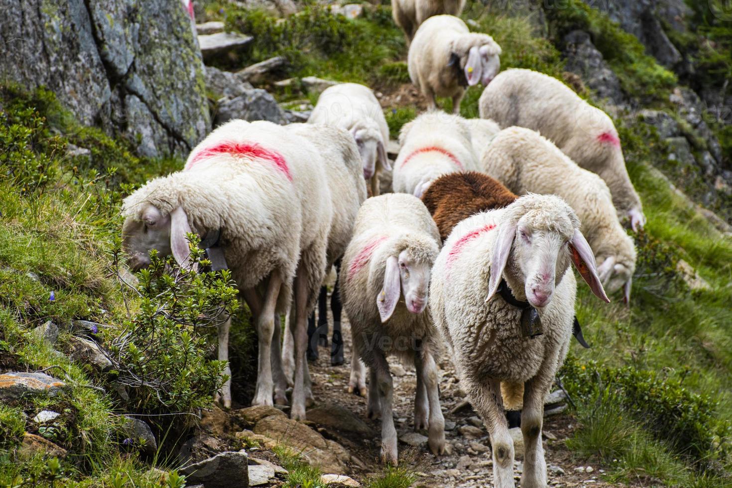 ovelhas pastando no tirol foto