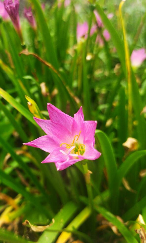 flor rosa na grama foto