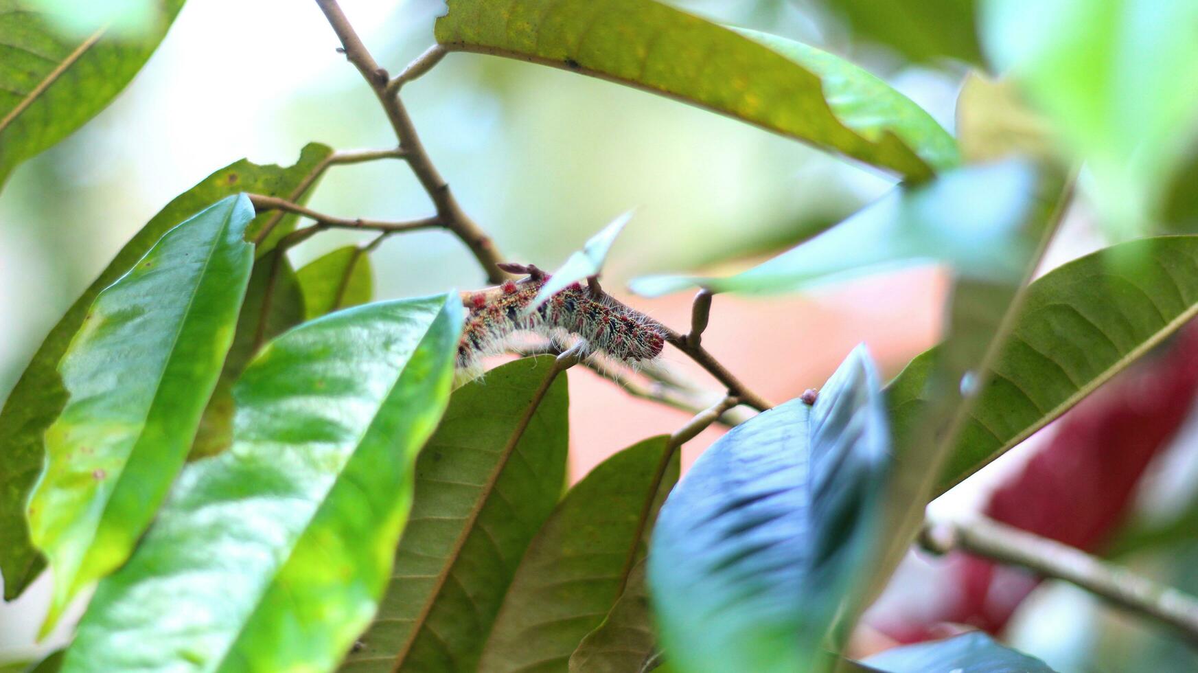 de vida preto, branco, e de pernas vermelhas lagarta cricula trisfenestrata suspensão a partir de uma durian ramo estoque foto