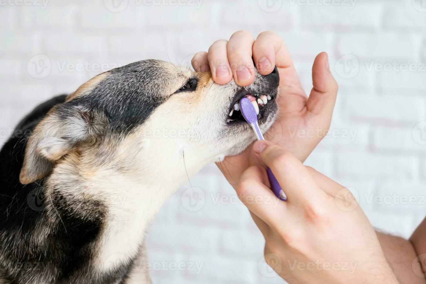 proprietário escovar dentes do fofa cachorro às casa foto