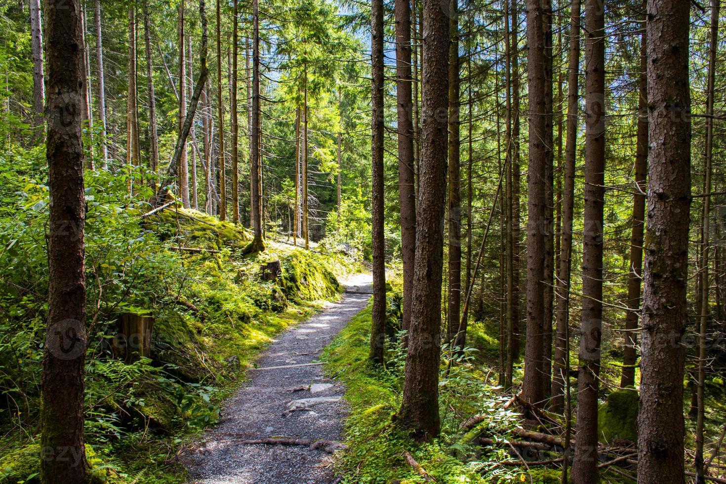 caminho na floresta de tirol foto