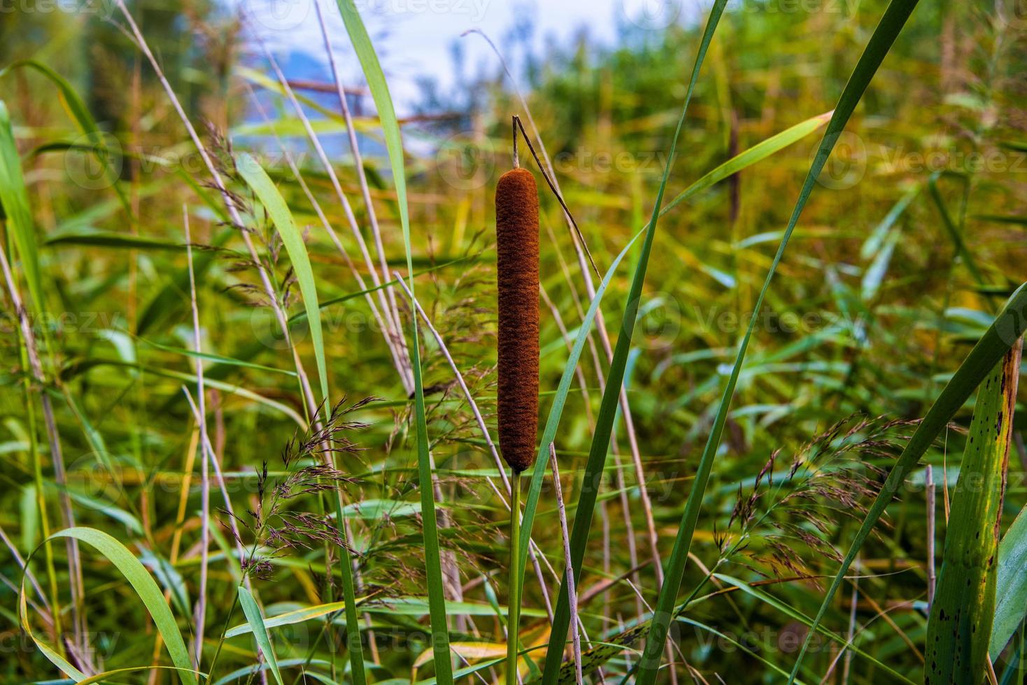 Typha latifolia no lago di caldaro em bolzano, itália foto