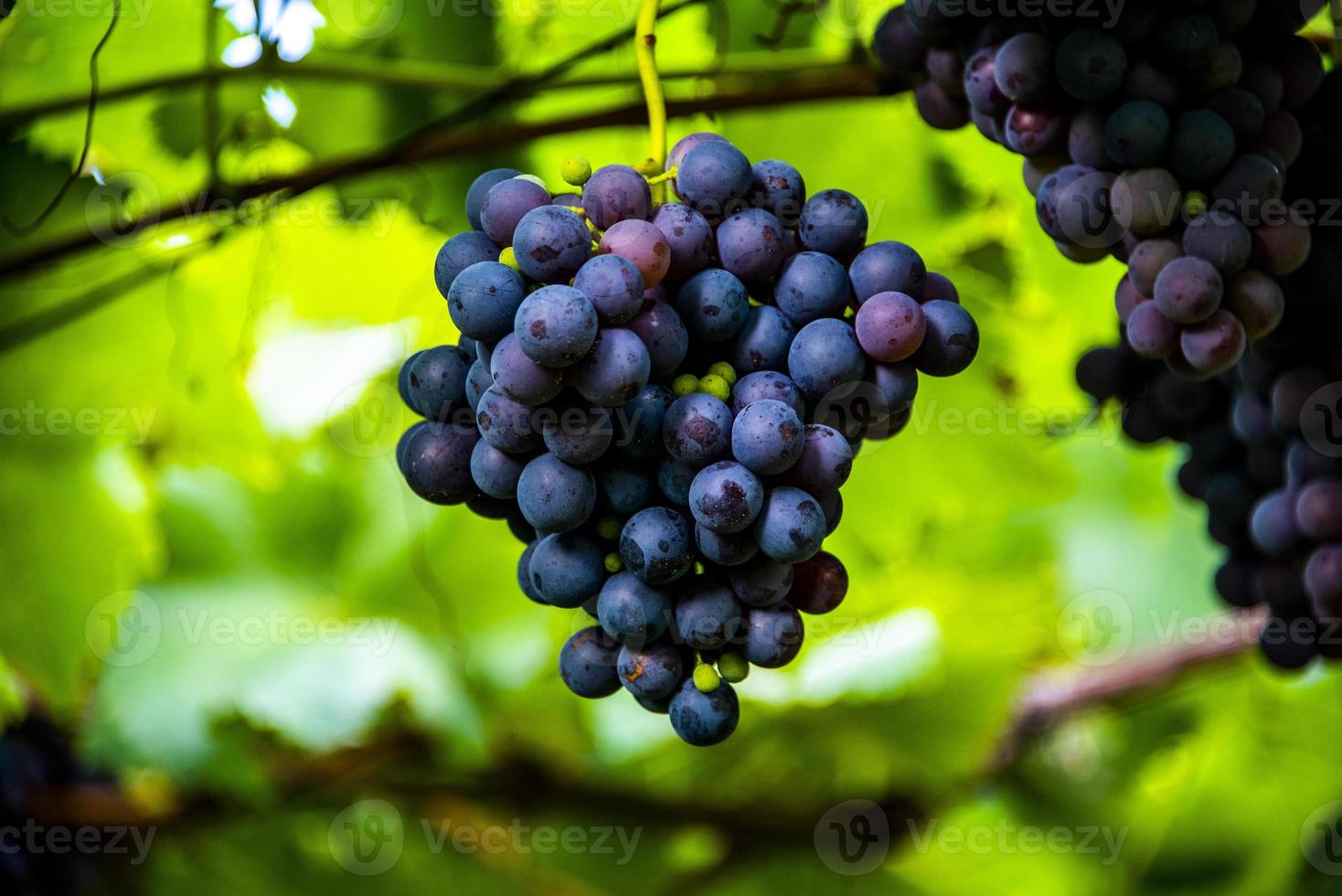 uvas prontas para colheita foto