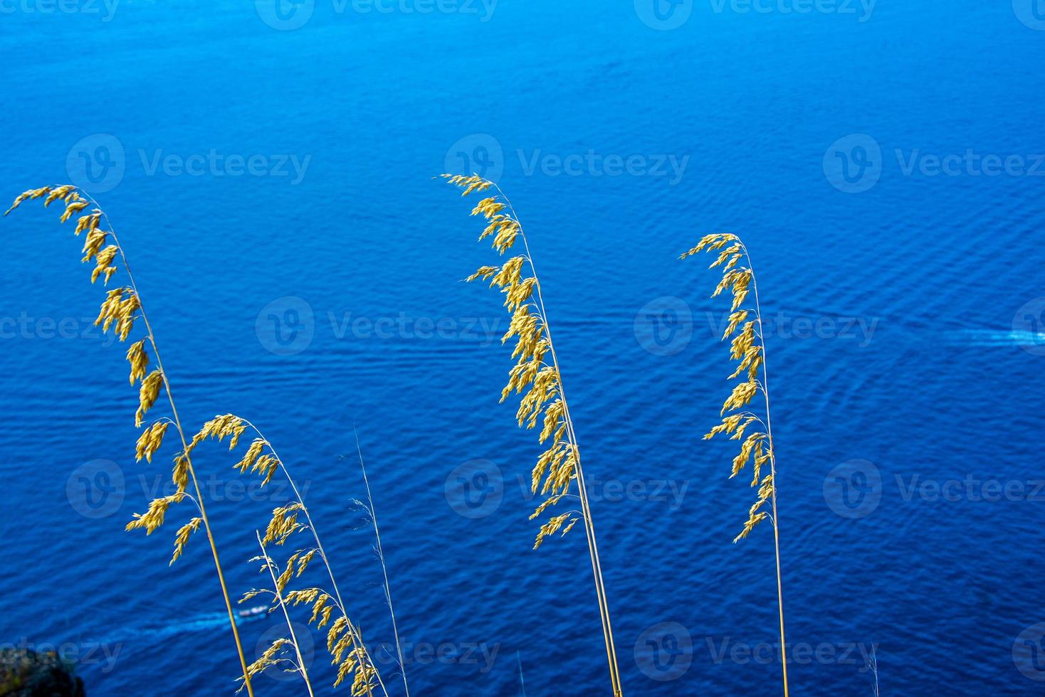 ampelodesmos mauritanicus em sestri levante, genoa, liguria, itália foto