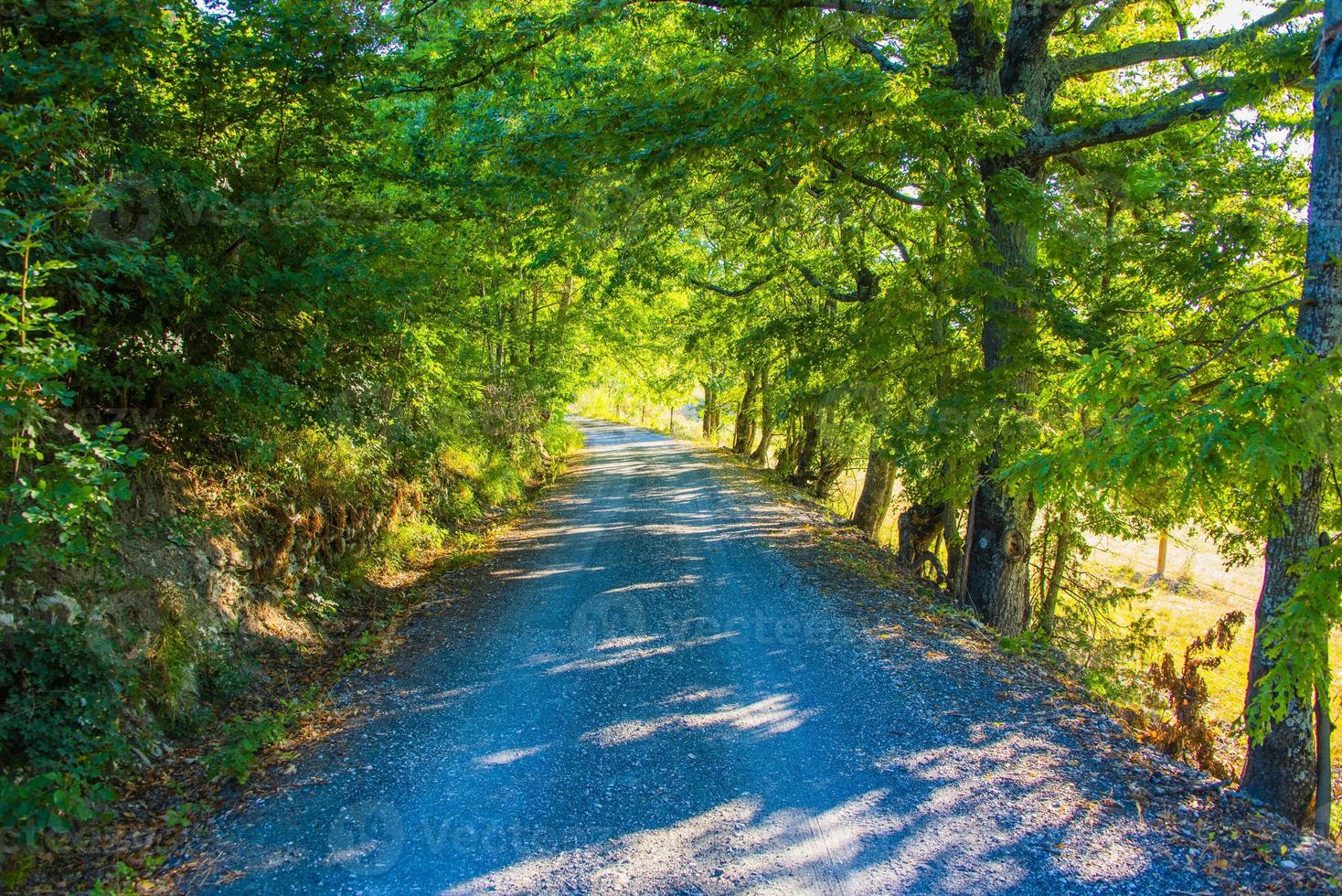 estrada na floresta verde foto