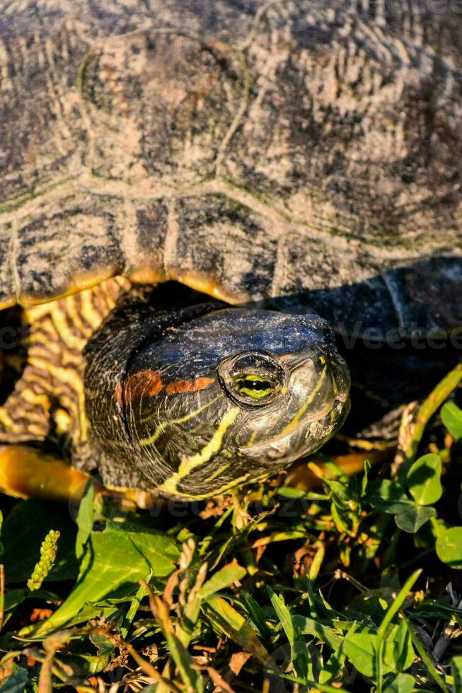close-up de tartaruga selvagem foto