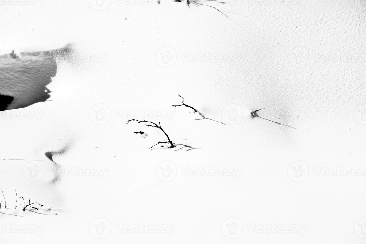 galhos submersos na neve foto