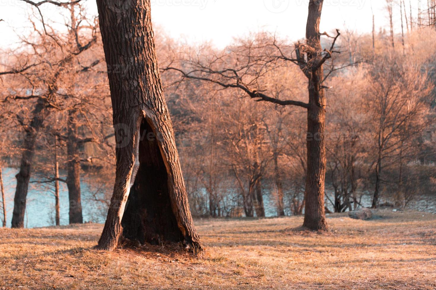 árvore solitária em um parque ou floresta de outono ou primavera com uma grande depressão foto