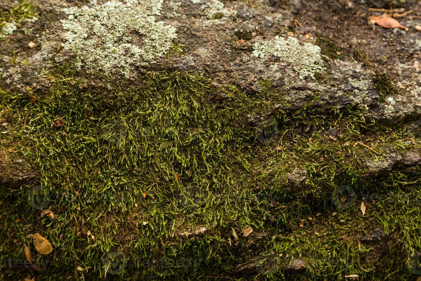 pedra coberta de musgo foto