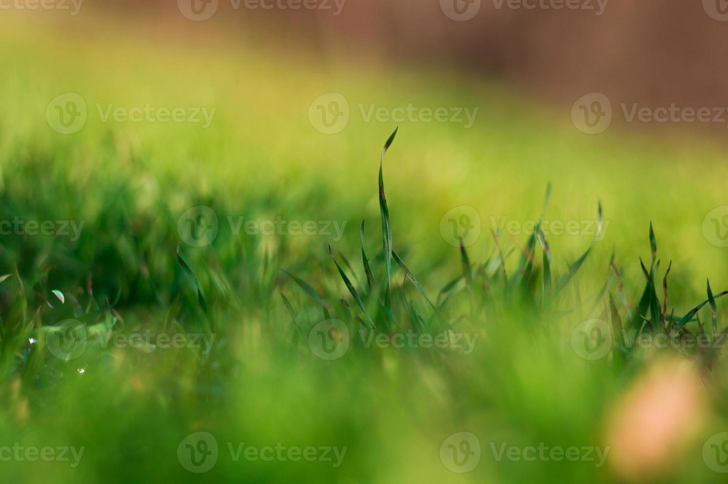 grama verde fresca na primavera foto