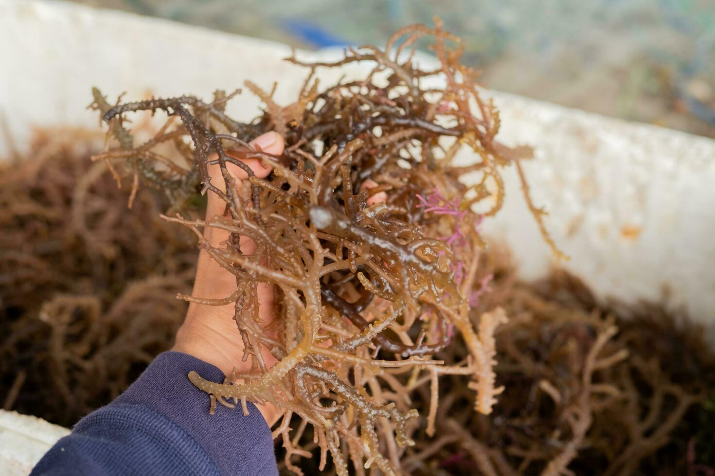 recentemente colhido algas marinhas. gigartina pistillata é a comestível vermelho algas marinhas a partir de a gigartina família foto