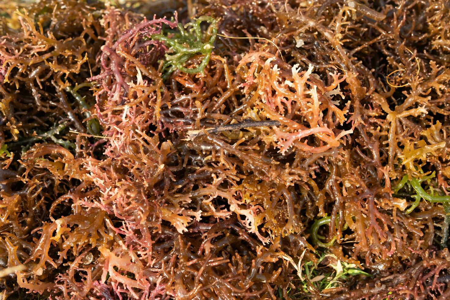 algas marinhas secagem. gigartina pistillata é a comestível vermelho algas marinhas dentro a gigartina família foto