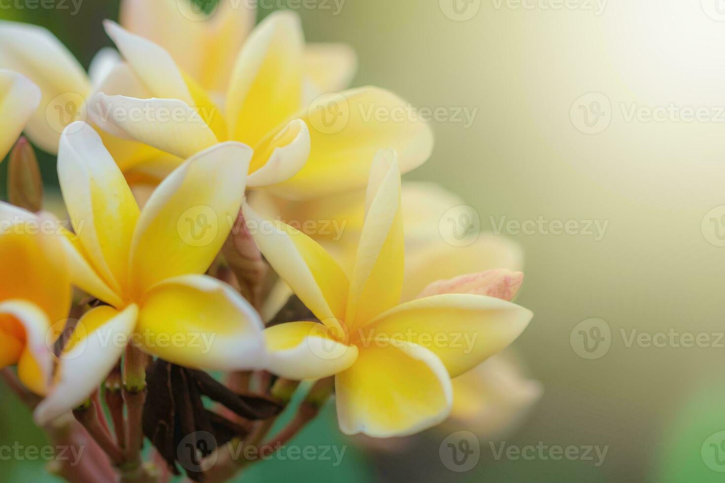 flores tropicais plumeria vermelha foto