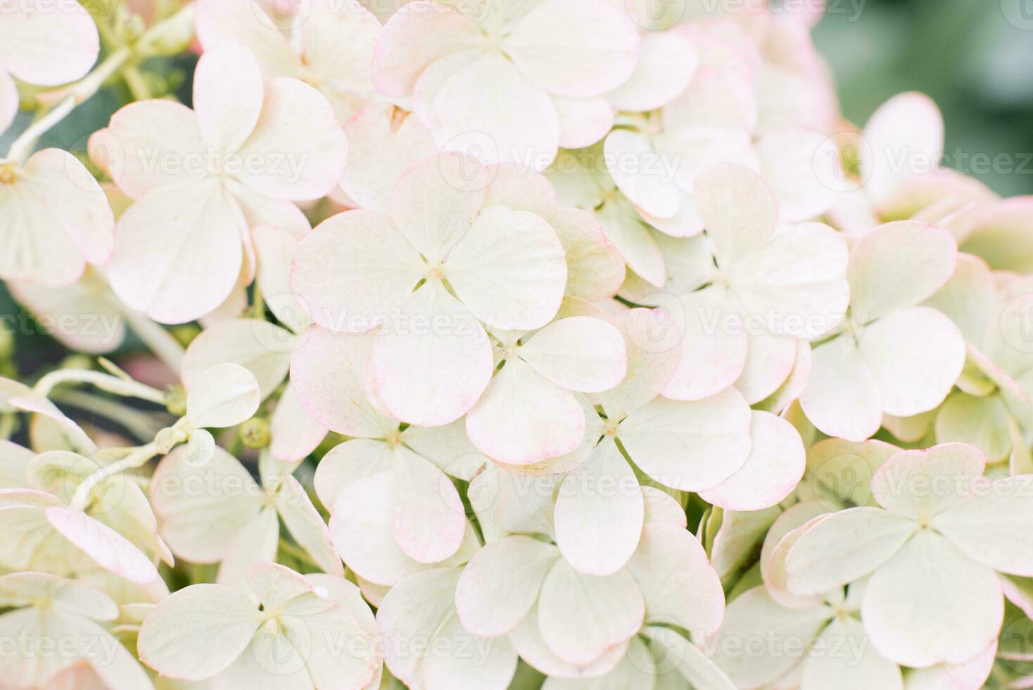 fundo do pequeno branco hortênsia flores foto