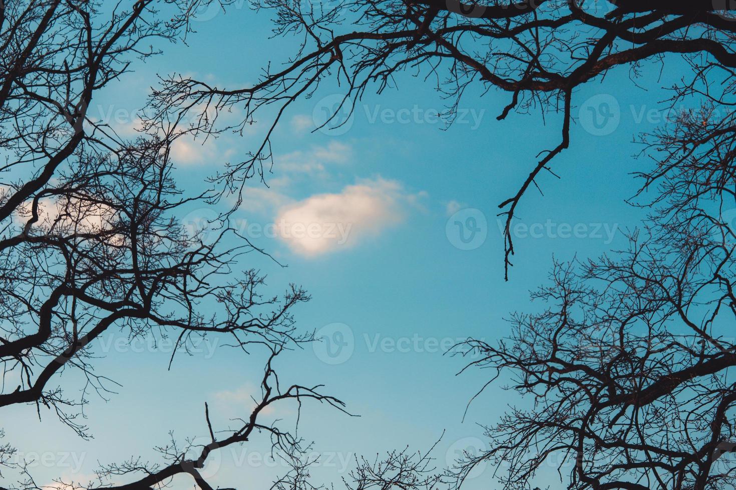 galhos de uma árvore sem folhas no início da primavera contra um céu azul brilhante foto