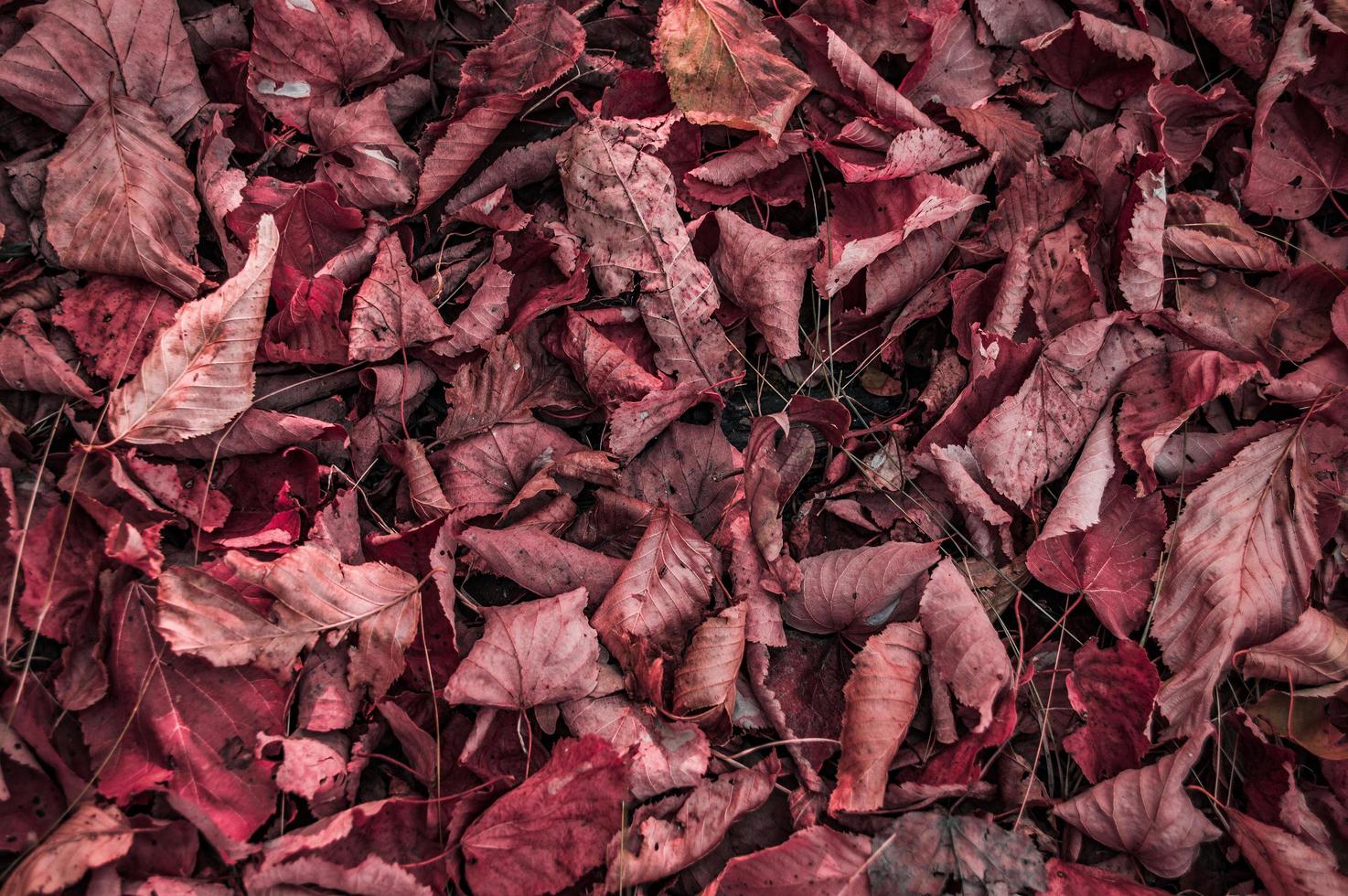 textura de folhas secas vermelhas caídas foto
