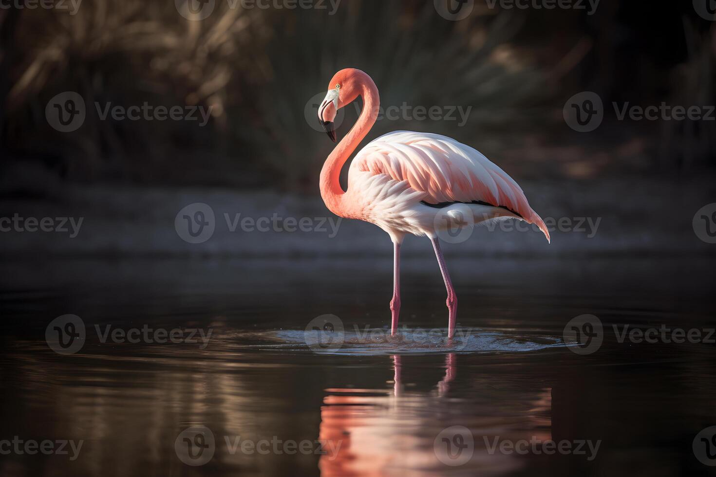 flamingo pássaro caminhando em uma rio e olhando para a lado. foto