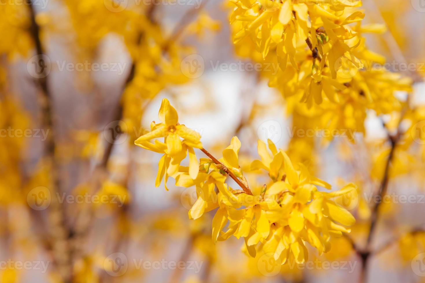 amarelo laranja e vermelho lindas folhas de outono no lindo parque de outono foto