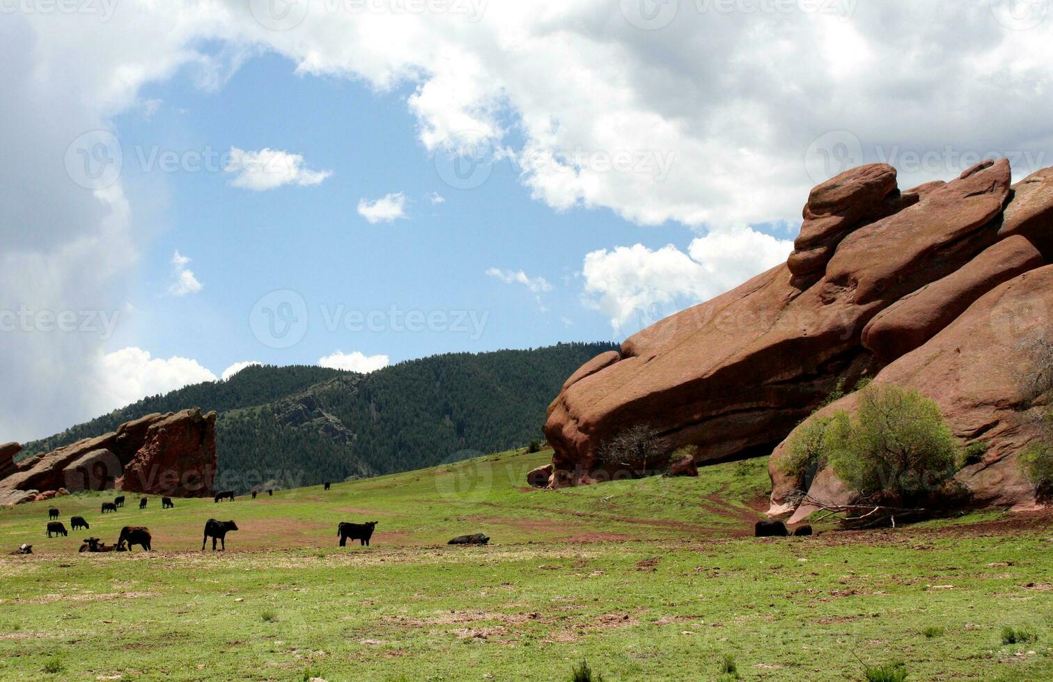 rebanho do Preto angus gado perto vermelho arenito formação dentro Colorado foto