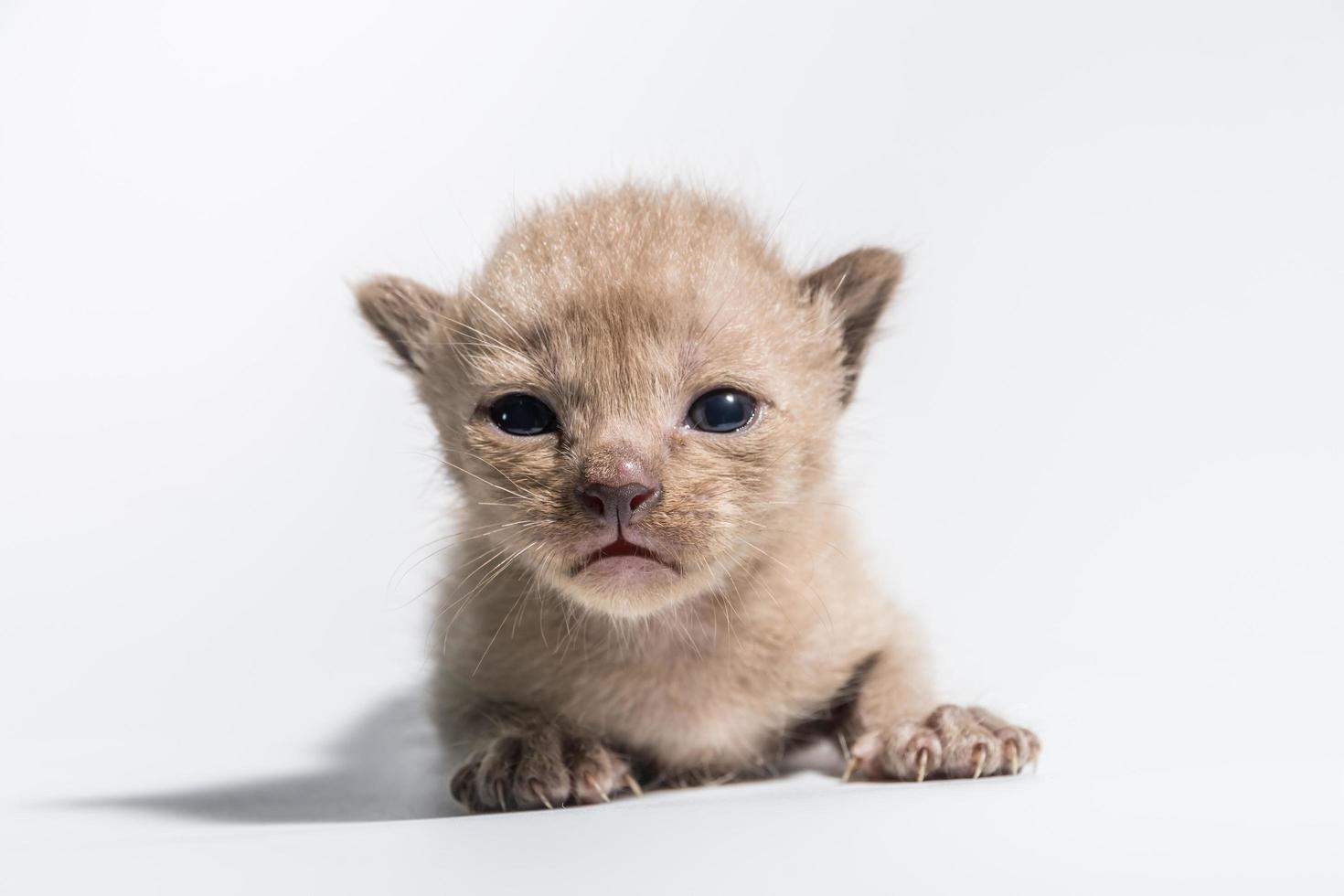 gato gatinho marrom foto