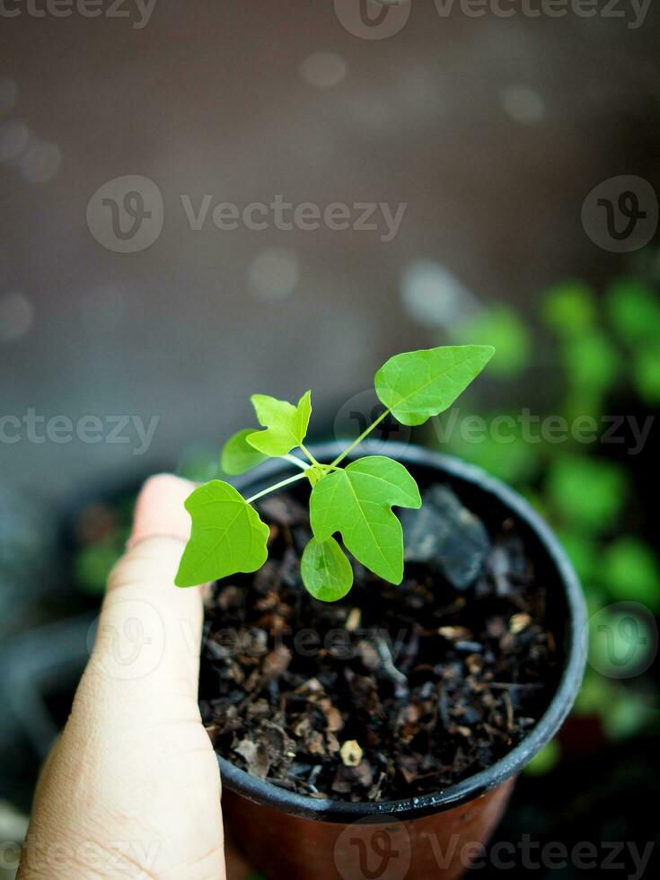 crescendo semente para plantio vegetal e árvore foto