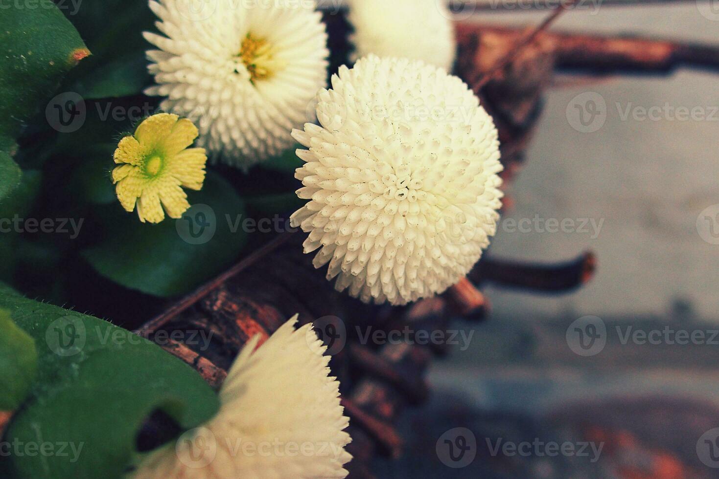 pequeno branco margaridas dentro fechar-se dentro a jardim foto