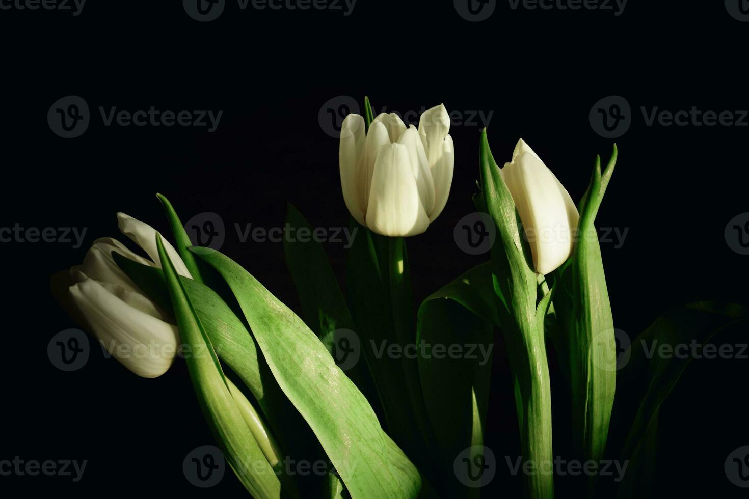 branco Primavera tulipa flor com verde folhas em Sombrio fundo foto