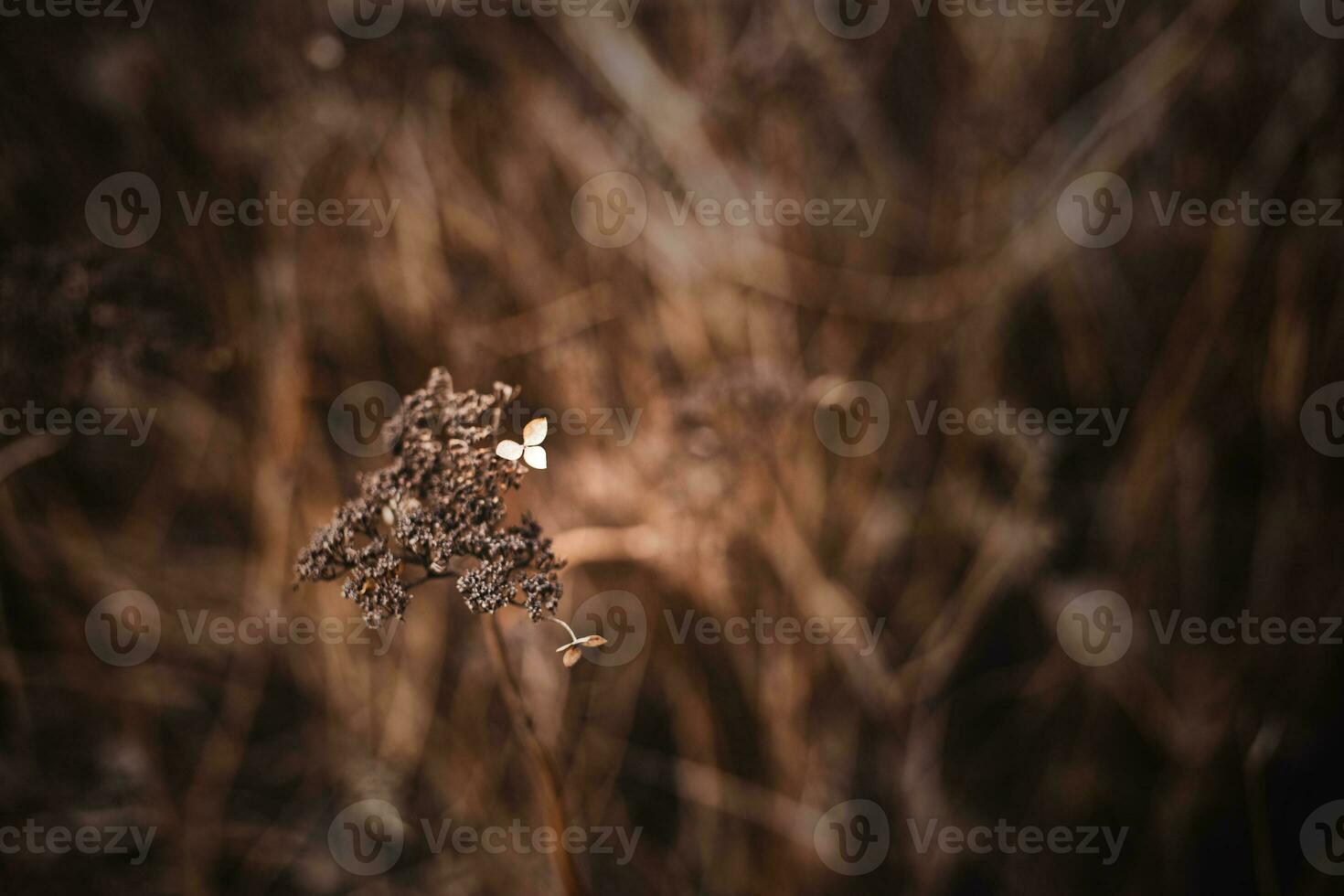 último outono flor em uma ramo em uma Castanho fundo dentro a jardim foto