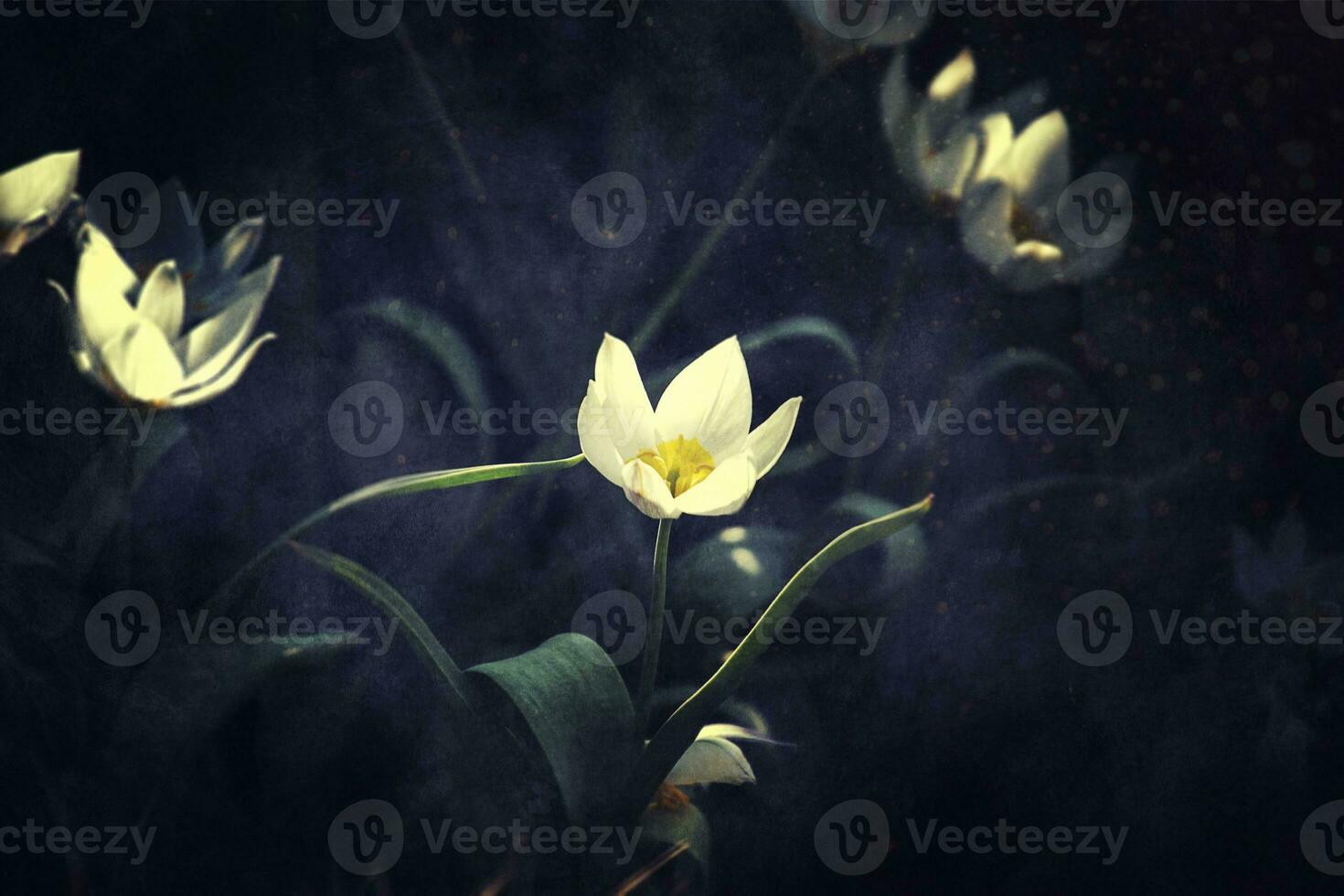 branco delicado Primavera flores entre Sombrio folhas crescendo dentro a jardim foto