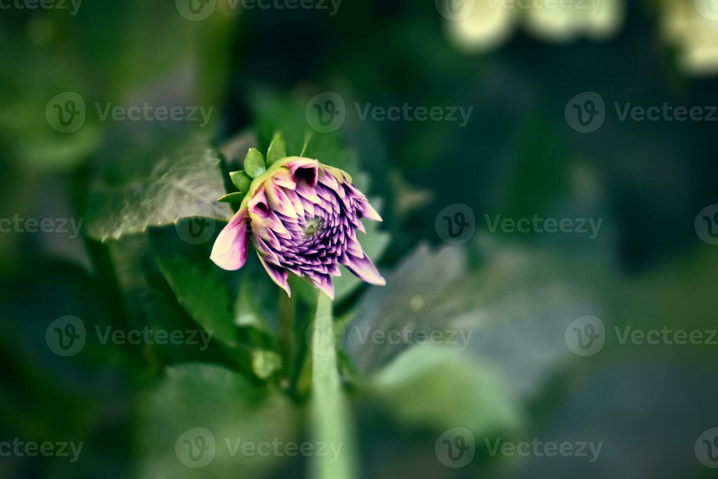 original roxa flores elas deram crescendo em uma verão dia dentro uma jardim entre verde folhas foto