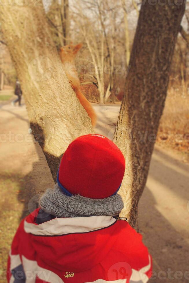 pequeno vermelho esquilo animal carmim dentro outono com mão nozes dentro a parque foto