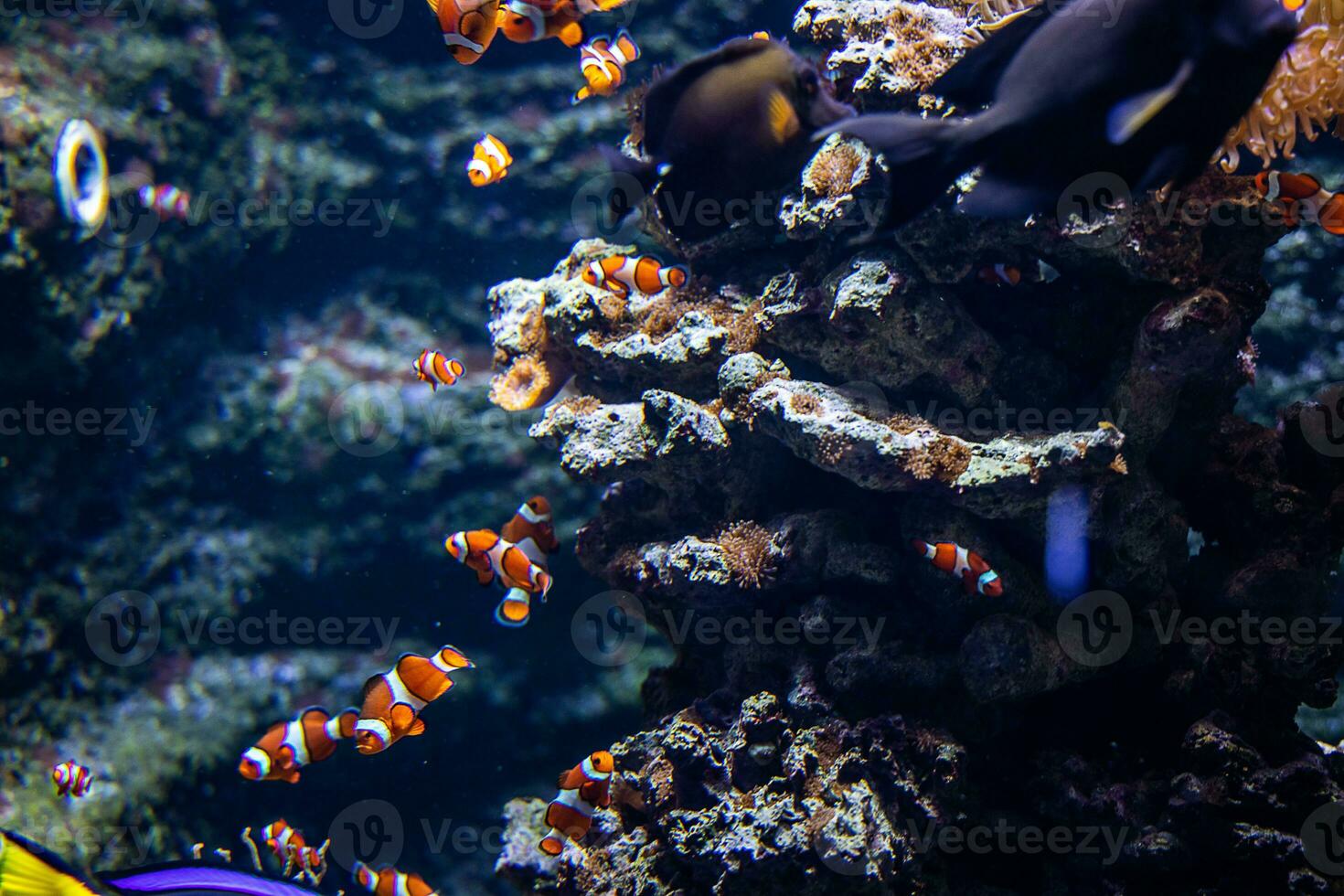 colorida recife peixe dentro a natural oceano meio Ambiente às a jardim zoológico aquário foto