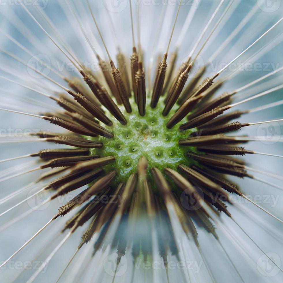 bela semente de flor de dente-de-leão na primavera foto