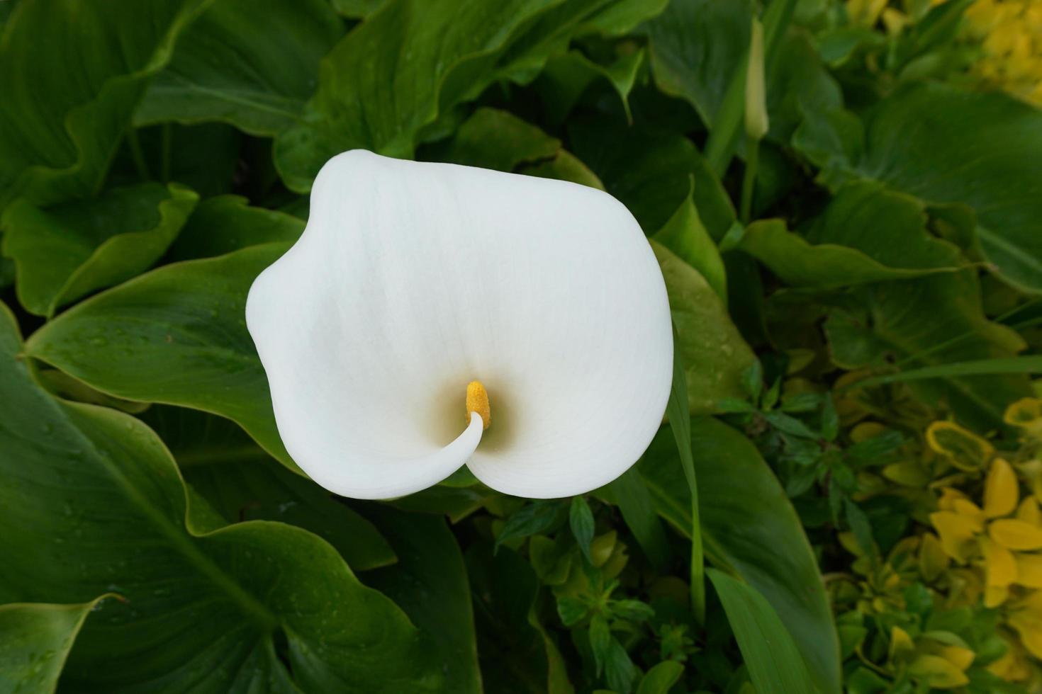 linda flor de lírio calla no jardim na primavera foto