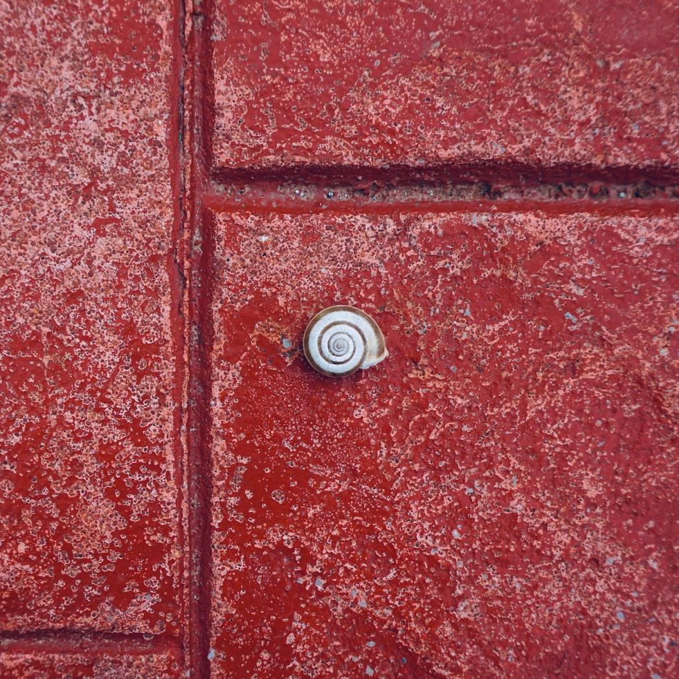 pequeno caracol branco no chão vermelho foto