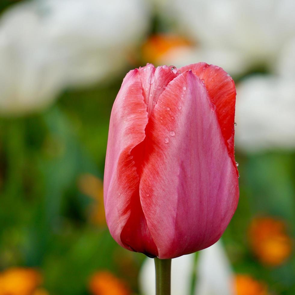 lindas tulipas cor de rosa no jardim na primavera foto