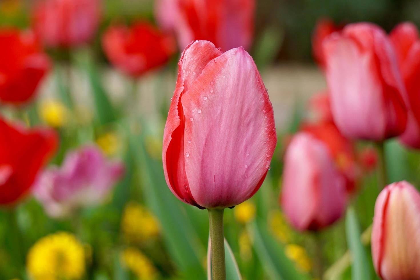 lindas tulipas cor de rosa no jardim na primavera foto