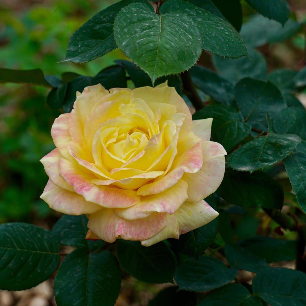 linda flor rosa amarela na primavera foto