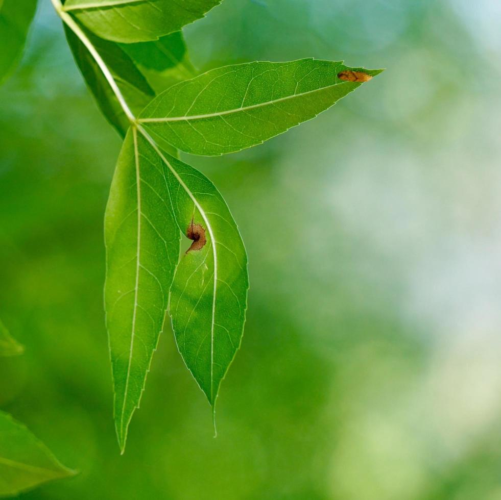 folhas verdes da árvore na natureza na primavera fundo verde foto