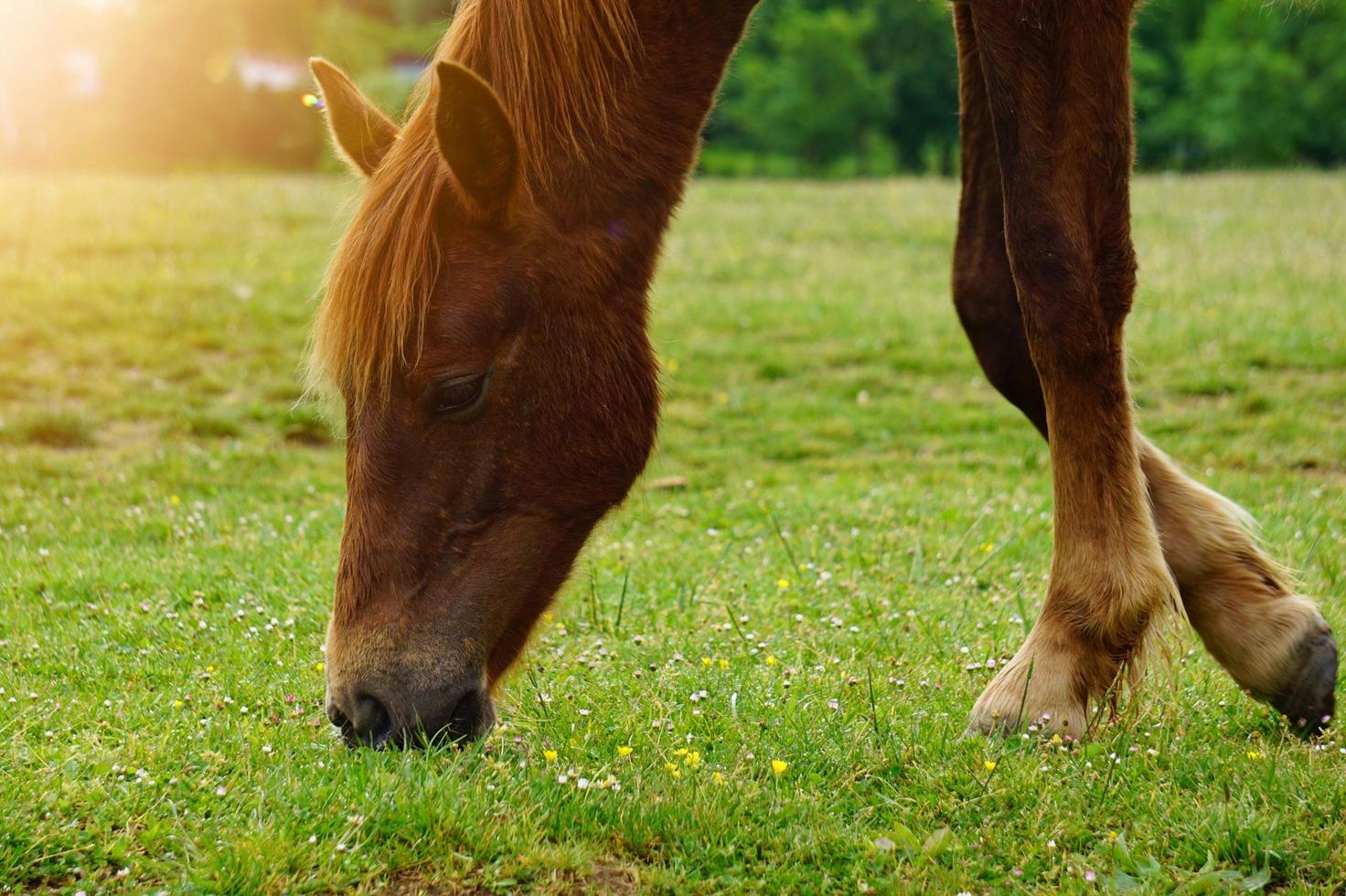 lindo retrato de cavalo marrom no prado foto