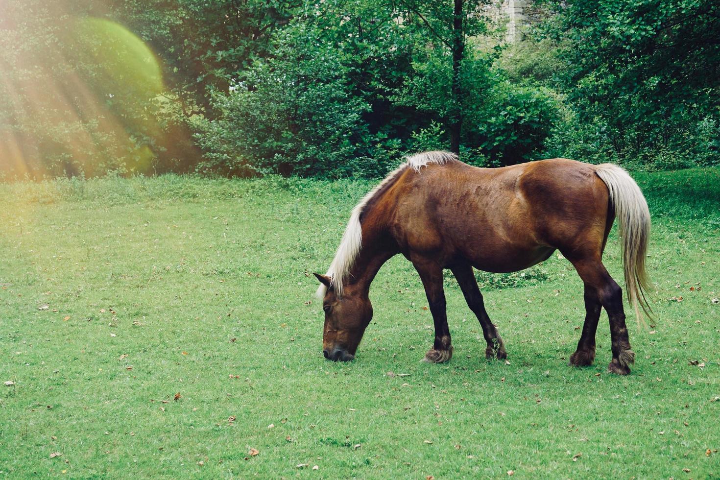 lindo retrato de cavalo marrom no prado foto