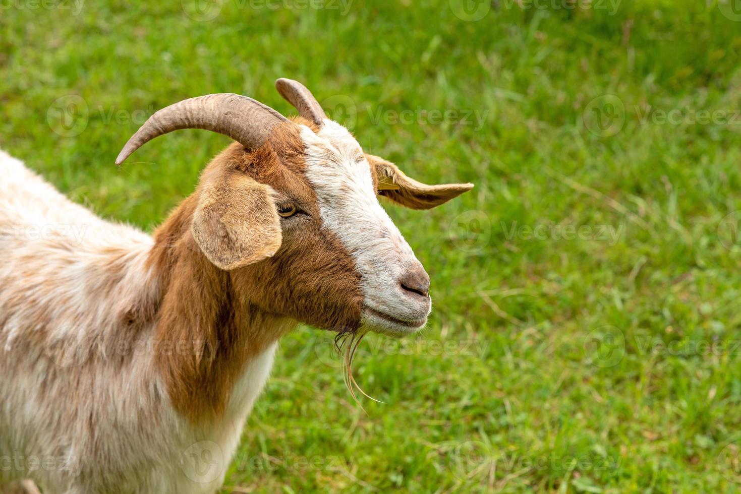 retrato de uma cabra doméstica marrom e branca com um prado verde foto