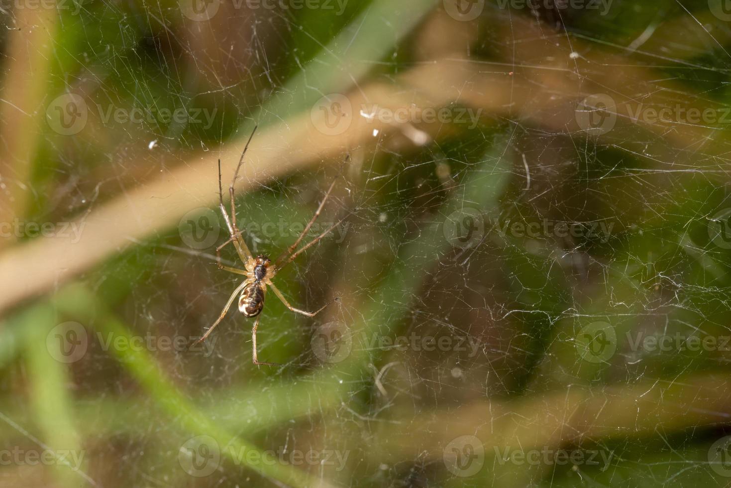 pequena aranha de baixo em sua teia com um fundo verde foto