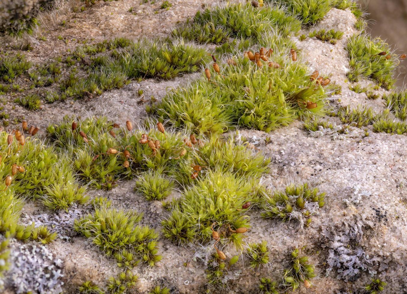 foto macro de musgo com líquen brilhante em um arenito