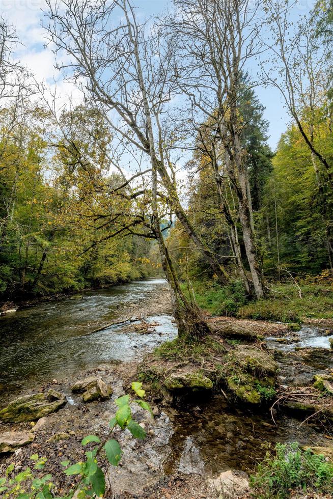 córrego da montanha alemã fluindo pela floresta foto